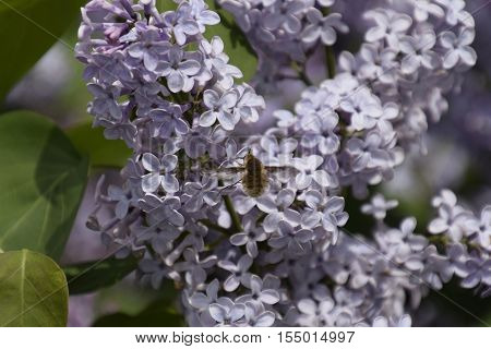 Bombyliidae On Lilac. Shaggy Fly On Lilac Colors. Insect Pollinator