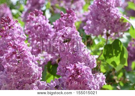 Bombyliidae And Bee On Lilac.