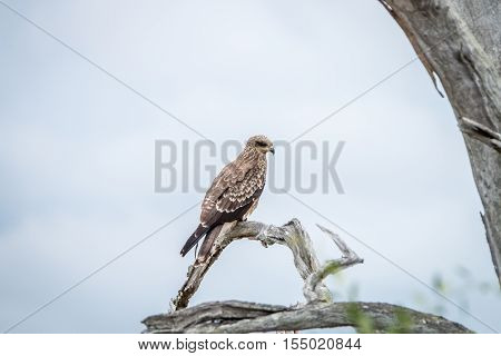 Yellow-billed Kite Sitting On A Branch.