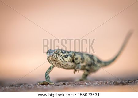 Flap-necked Chameleon Walking In The Sand.