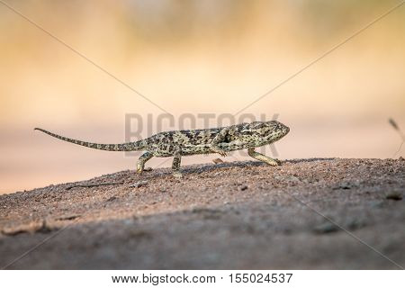 Flap-necked Chameleon Walking In The Sand.