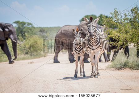 Two Bonding Zebras In Front Of Elephants.