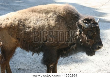 Bison Buffalo