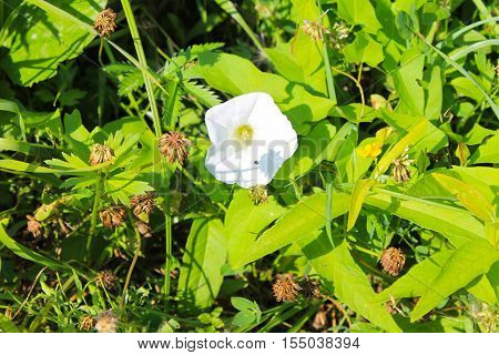 White bindweed growing on the green meadow