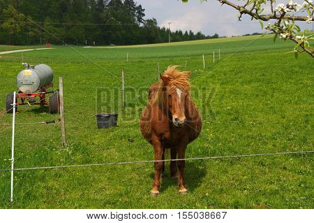 a brown iceland horse standing on the pasture and green medow