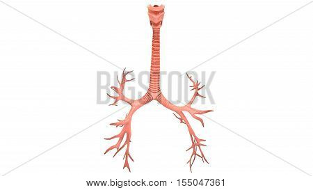 3D Illustration of Human Lungs Inside Anatomy (Larynx, Trachea, Bronchioles)