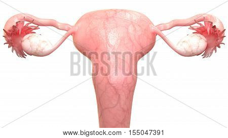 3D Illustration of Female Reproductive System Anatomy