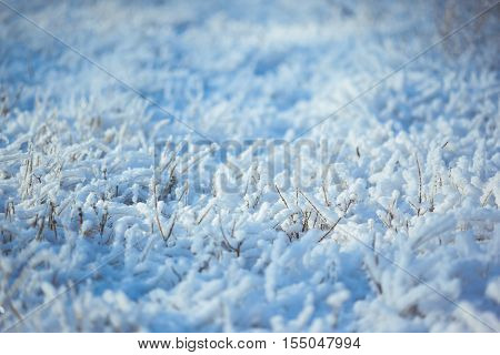 Strong icy grass with ice crystals of snowflakes