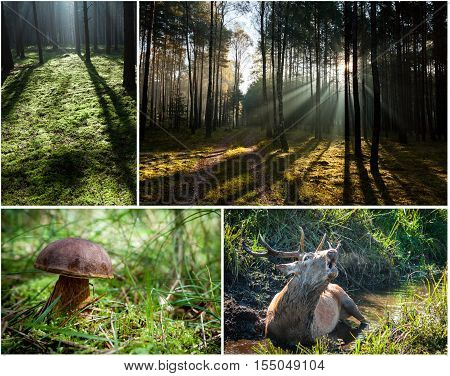 Wild Flora And Fauna In The Forest