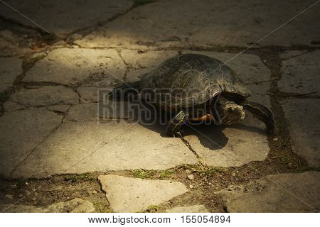 in the shade slow tortoise walks on the rocks