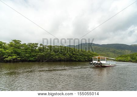 Mangrove Forest at upper stream area of Nakama River in Iriomote Island, Okinawa Japan.