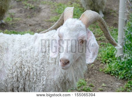 White angora goat (Capra aegagrus circus) in Thailand
