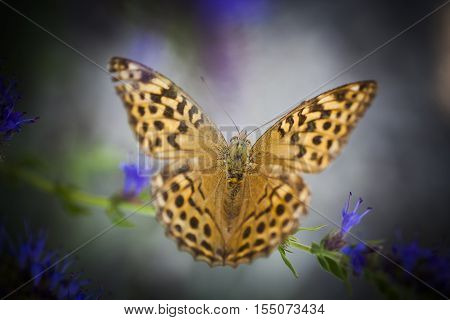 a heliconian, a brush footed orange butterfly