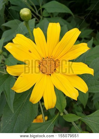 Mexican sunflower (Tithonia diversifolia) is a species of flowering plant in the Asteraceae family, known as Da Quy flower in Vietnamese.