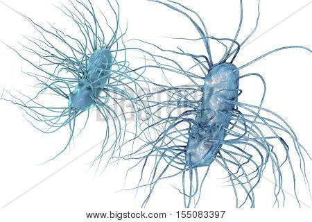 Escherichia coli bacterium isolated on white background, 3D illustration. Gram-negative bacterium with flagella which is part of normal enteric microflora and also causes enteric infections