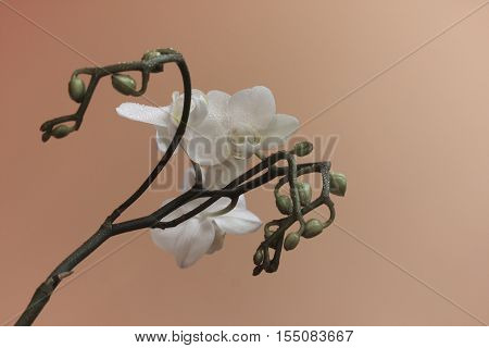 white orchid flower opens and many little buds