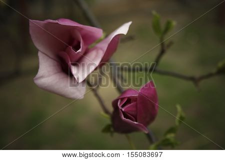 purple tulip tree flower spring flowering in March