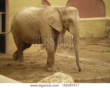African elephant walk alone on zoo catwalk