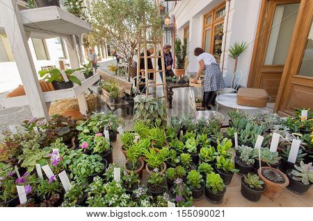 TBILISI, GEORGIA - OCT 9, 2016: Many green cactuses in pots and succulents on a showcase of street flower shop on October 9, 2016. Tbilisi has a population of 1.5 million people