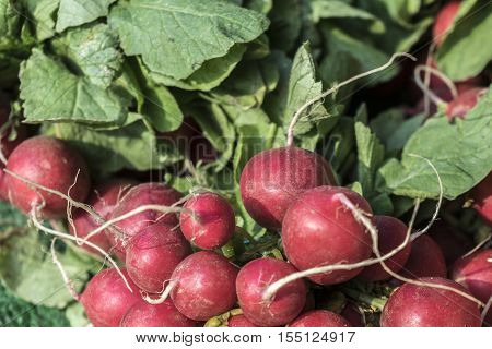 Wilson Park Farmers market. A basker full of red raddish in Farmers market