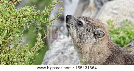 Close up of Cape hyrax in Hermanus