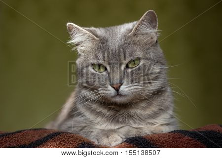 very beautiful and interesting grey catyoung and healthywell posing in the photo