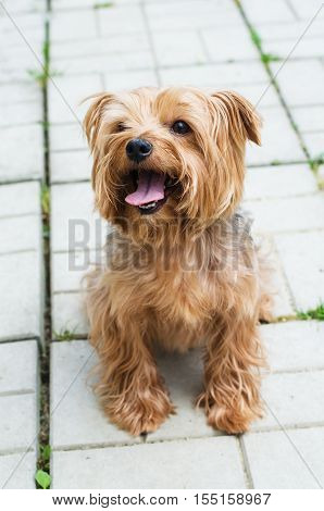 Yorkshire Terrier on the walk on the background of the area which is paved with paving tiles
