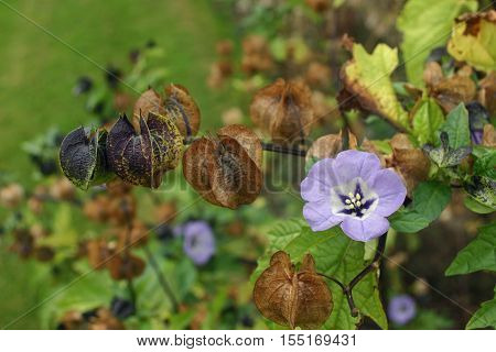 Single in bloom flower of the shoo-fly plant (Nicandra physalodes) with older flowers forming chinese style lanterns. Background of leaves of the same plant.