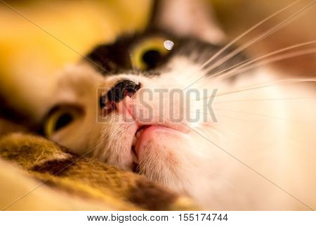 Domestic cat good pet but also very dangerous