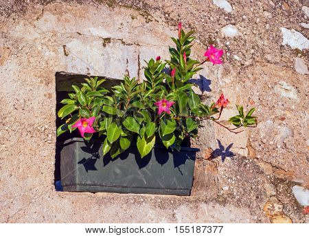 Small window of the old house with a flower in a pot. Italian Village.