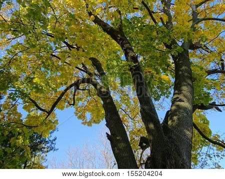 Dark trunk and branches of a mature maple tree contrast the  bright gold and green leaves with blue sky on this sunny morning in Wisconsin..
