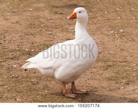 Anser cygnoides domesticus - domestic goose looking around