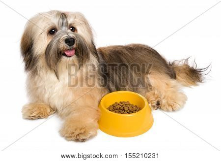 Happy Bichon Havanese puppy dog is lying next to her favorite dry food - isolated on white background