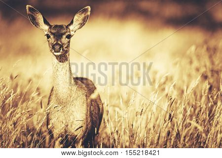 Elk and the Meadow. Northern California United States. Golden Sepia Color Grading Photo.