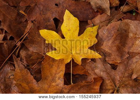 Fallen Fall Leaves