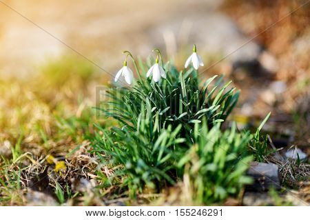 Spring snowdrop flowers blossoming outdoors on sprind day