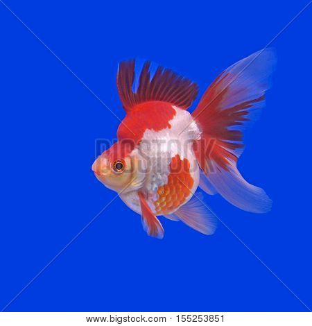 photo of beautiful goldfish in the aquarium
