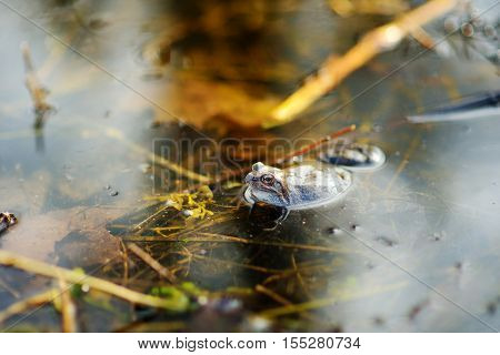 Common Green Frog In Water