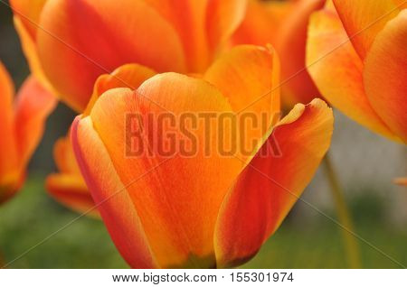 Beautifully blooming tulips. Vivid colors of flower petals.