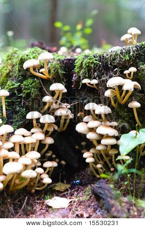 Mushroom