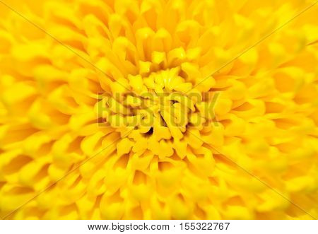 Beautiful yellow chrysanthemum close up in light