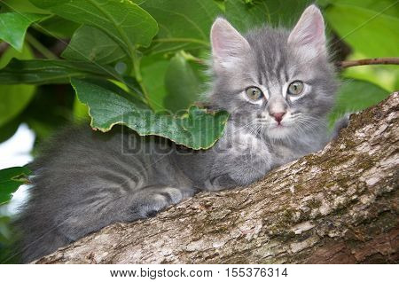 9792410 - photo of a little cat