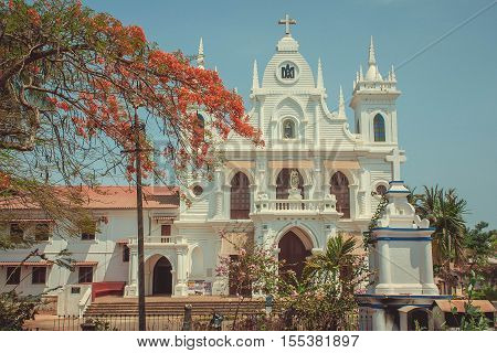 Acacia near the church. Siolim Goa India