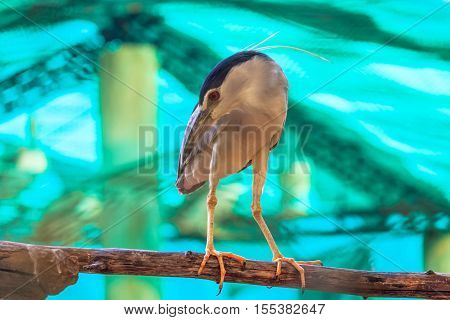 red eyed blue beaked sea bird bending it neck