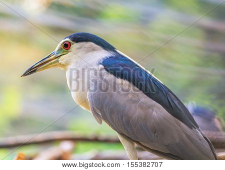 red eyed blue beaked sea bird in colorful background