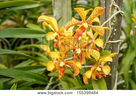 Aranda Panni orchids flower in the garden on green background