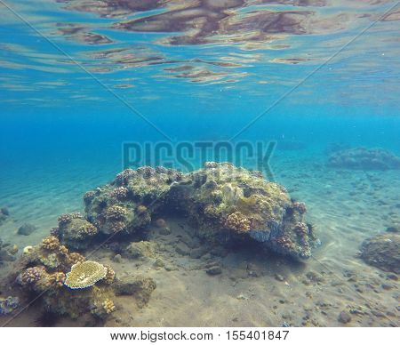 Underwater landscape with seabottom and coral reef. Sea sand at the bottom. Colorful sealife. Tropical seaside with reflections. Snorkeling photo. Optimistic seaview in blue and yellow
