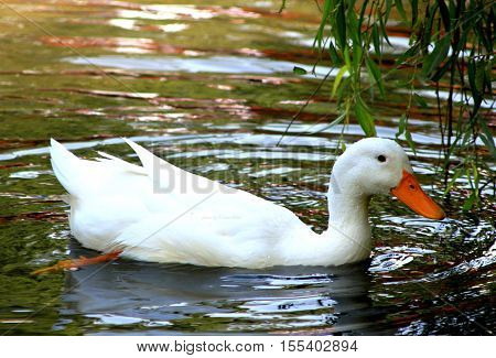 The duck of the Lake in Pogradec