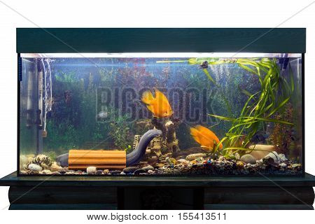 Beautiful large aquarium with tropical fish on a stand. Mastacembelus armatus catfish and jelly fish