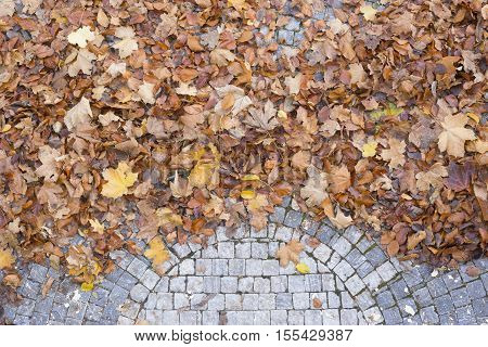 Fallen leaves on a ground season autumn